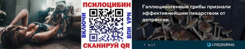 Псилоцибиновые грибы Psilocybine cubensis  купить   Стародуб 